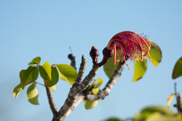 Yucatecan pink flower blooming in spring