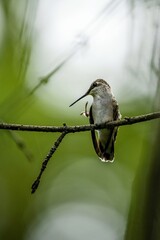 Obraz premium bird on a branch