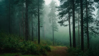 Foto op Plexiglas Foggy forest, misty landscape © Alexandra