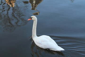 Cisne blanco