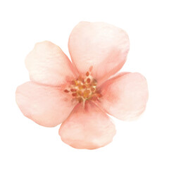 Watercolor pink flower isolated 