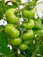 Transgenic tomatoes (Solanum lycopersicum), GMO, Genetically modified organism, CRISPR, clustered regularly interspaced short palindromic repeats