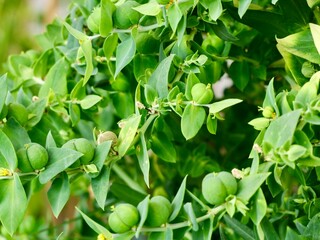 Flowers and fruits of caper spurge or paper spurge, gopher spurge, gopher plant or mole plant...