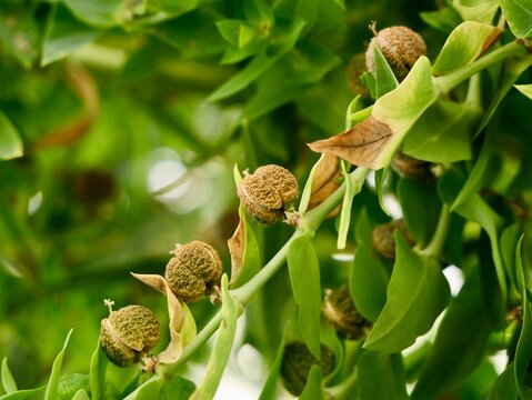 Mole Plant" Images  Browse 1,929 Stock Photos, Vectors, and Video | Adobe  Stock