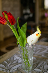 Beautiful photo of a bird. Ornithology.Funny parrot.Cockatiel parrot.
Home pet yellow bird.Beautiful feathers.Love for animals.Cute cockatiel.Home pet parrot.A bird with a crest.Natural color.
memes.