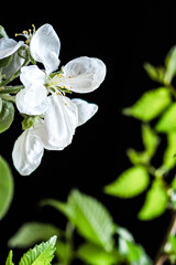 the awakening of spring nature. blossoming apple tree