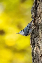 Gardinen bird on the branch © Trang