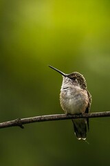 Obraz premium bird on a branch