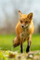 Cercles muraux Militaire red fox vulpes
