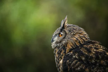 Abwaschbare Fototapete Höhenskala horned owl