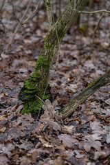 green moss on a tree