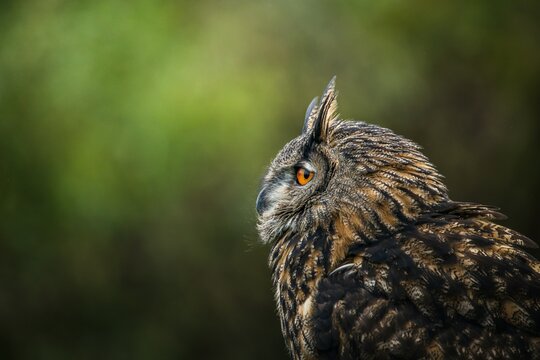 Fototapeta horned owl