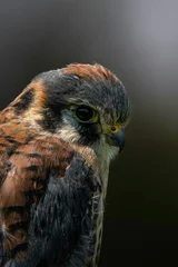 Washable wall murals Height scale close up of a hawk