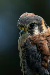 Washable wall murals Height scale close up of a hawk