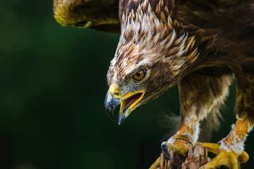 Foto auf Leinwand close up of a eagle © Trang