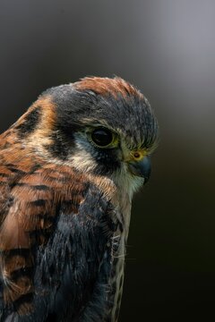 Fototapeta close up of a hawk