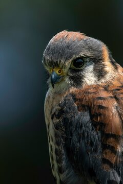 Naklejki close up of a hawk