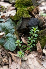 plant growing in the ground