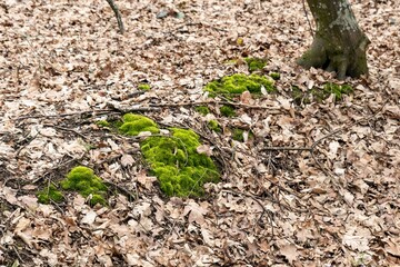 tree trunk with moss