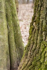 tree trunk with moss
