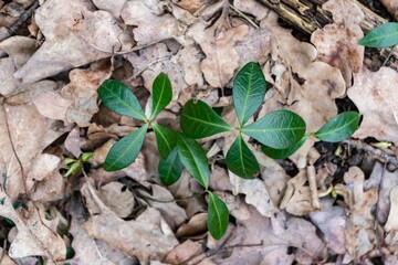 leaves on the ground