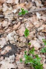 plant growing in the ground