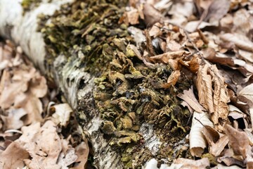 bark of a tree with moss