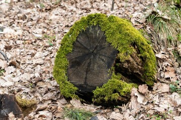 Fototapeta premium tree trunk with moss