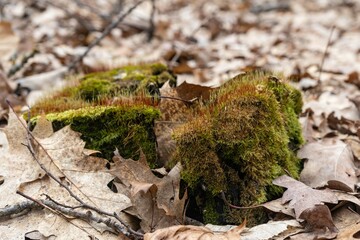 moss on tree