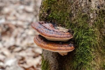 mushroom on tree