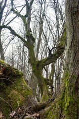 tree trunk with moss