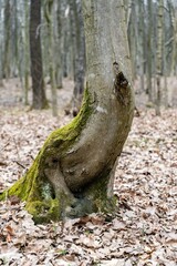 moss on the tree