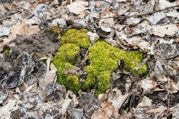 moss on the tree