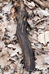 Fototapeta premium bark of a tree