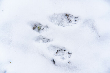 сліди на снігу