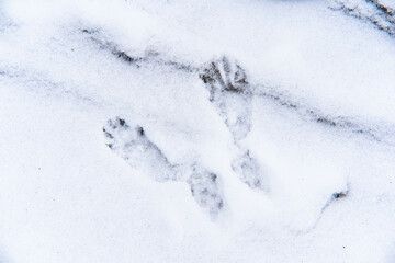 Fototapeta na wymiar сліди на снігу