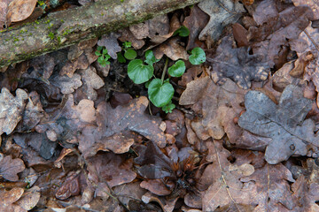 flowers in the forest