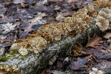 mushrooms on a tree