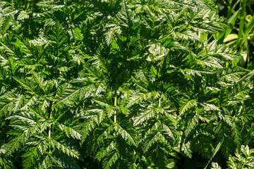 Green leaves of a Conium maculatum poison hemlock poisonous plant close-up. Concept of the texture of natural patterns, ornaments