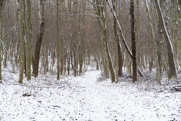 засніжена в дорога в лісі