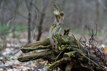 сухе дерево у лісі