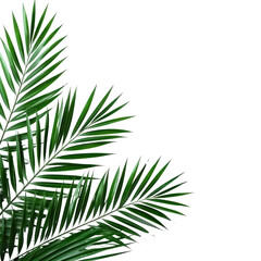 Palm leaf corner decorate on white background.