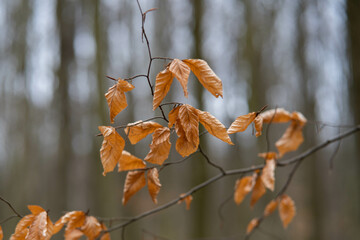 autumn leaves in the wind