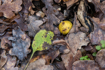 крупним планом