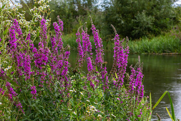 Purple loosestrife Lythrum salicaria inflorescence. Flower spike of plant in the family Lythraceae, associated with wet habitats