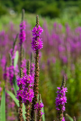 Purple loosestrife Lythrum salicaria inflorescence. Flower spike of plant in the family Lythraceae,...