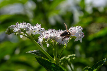 Bee on danewort. Sambucus ebulus, also known as danewort, dane weed, danesblood, dwarf elder or European dwarf elder