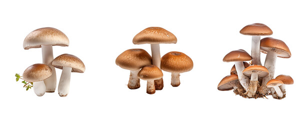 Set mushroom on white background.