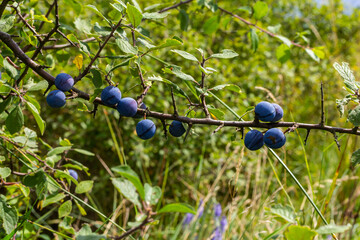 Blackthorn Prunus spinosa, also known as blackthorn
