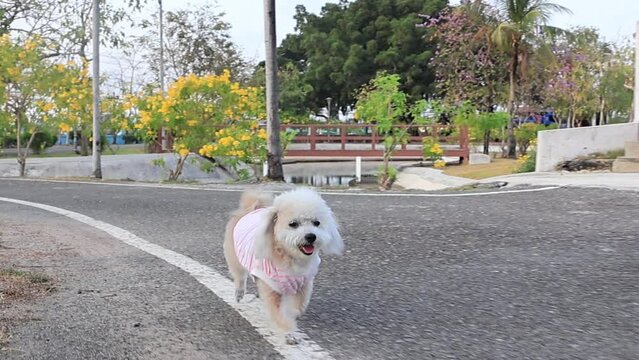 Small white fluffy dog wearing striped shirt running on park road with camera following motion, playful pet exercise outdoors with happy expression and natural park background, dynamic movement scene,